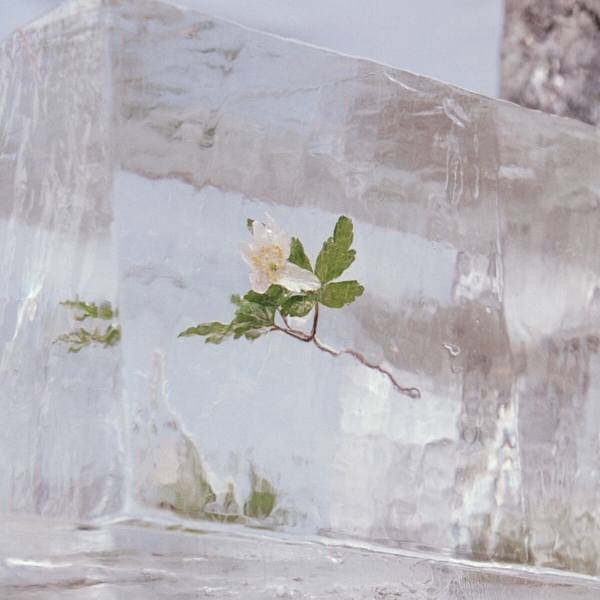 Windflowers (LP+MP3)