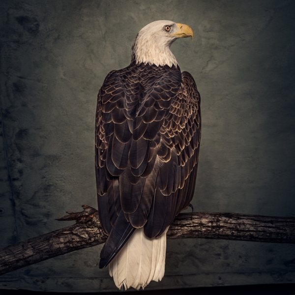 Book Of Bad Decisions (2LP)